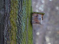 Bird house on the tree