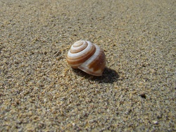 Seashell