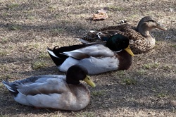 Three sitting ducks