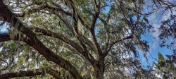 Spanish moss on a large tree in Georgia