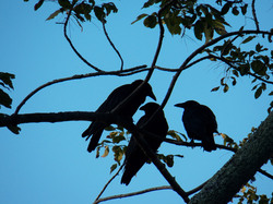 Photo of three crows in a tree
