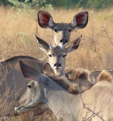 Portrait of Three Deer Resting