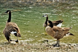 Close-up of three geese, at the shore of Lake Murray in Southern Oklahoma.