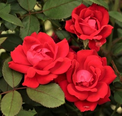 Close-up of three red roses with green leaves in the background.