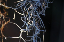 Close view of strands of spanish moss