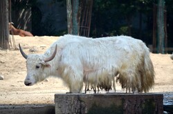 Yak in a zoo pen