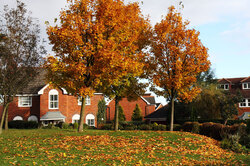 Trees in autumn with a house on the background