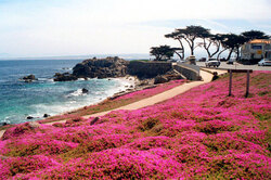 Groundflowers by the beach in Pacific Grove-Monterey Calif