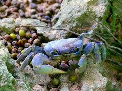 Crab on the beach