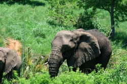 African elephant wading through green bush