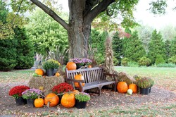 Display of pumpkins for the autumn season