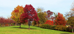 Colored leaves on trees in a city park