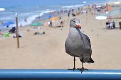 Baby gull perched on pier with Santa Monica Beach in the background
