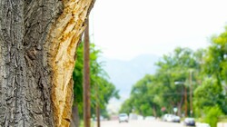 Bark On A Tree With Rot