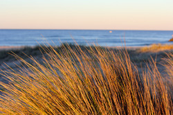 Grass with ocean background