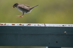 Sparrow landing on rail