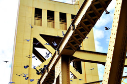 Pigeons landing on the Tower Bridge