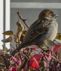 Cute fat bird sitting on bush