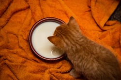 Cute kitten drinking milk from bowl