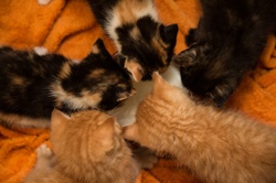 Cute kitten drinking milk from bowl