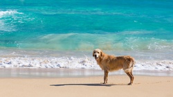 Labrador on a beach in Caribbean