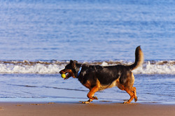 Black dog running on the beach with a tennis ball in mouth