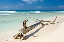 Driftwood on a tropical beach