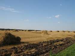 Field after the harvest with straw stacks.