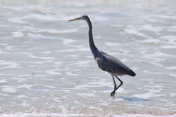 Bird fishing at Benaulim Beach, Goa