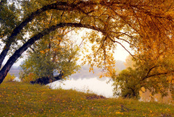 Big yellow tree leaning on the shore. Autumn Landscape