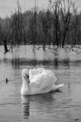 White Swan