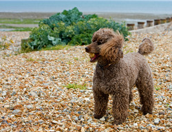 Cute little miniature poodle dog at the beach standing on the pebbles with a stone in his mouth