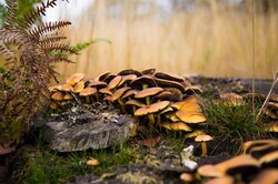 Forest mushrooms