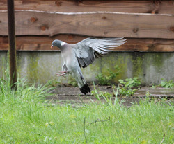 A pigeon landing for food