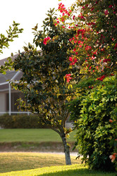 A red Bougainvillea bush photographed in the evening sunlight.