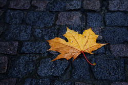 Single yellow wet maple leaf on the cobblestone floor in autumn