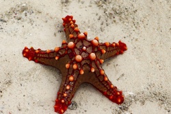 Red knobbed starfish