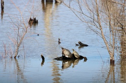 Two red-eared slider turtles sitting on a log in a flooded pond in winter.