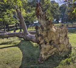 Up Rooted Tree