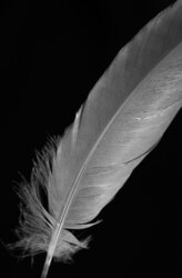 Single black and white feather