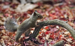 Great photo of an adorable little squirrel in a red leaf background