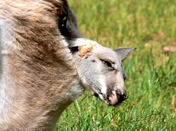 Baby Kangaroo In Pouch