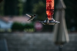 Hummingbirds at a backyard feeder. One in flight and one sitting. Free image