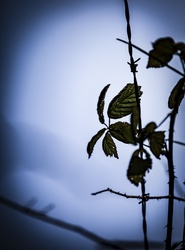 Barbed wire and Leaves