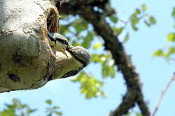 Bird feeding