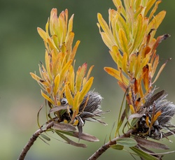 Two branches of cone bush plant
