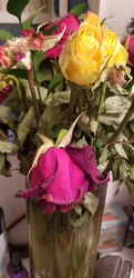 Dead Roses