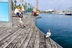 Feeding the birds