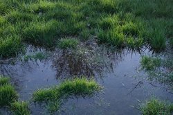 Flooded area in grass