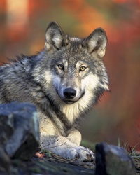 Common gray wolf resting in the wilderness